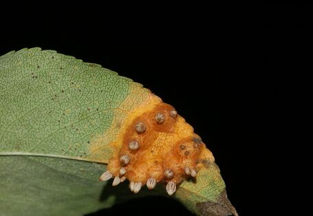 Unterseite eines Birnenblatts mit gitterförmigen Sporenlagern.
