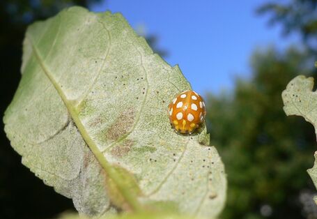Marienkäfer auf einem von Mehltau befallenen Blatt der Gemeinen Esche.
