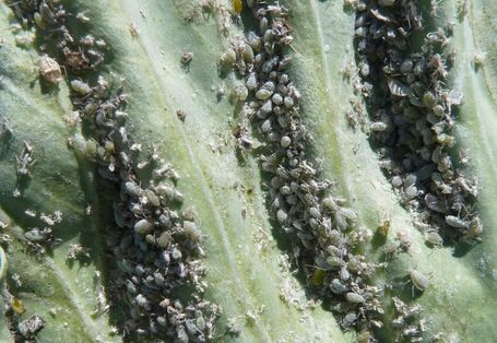 Blatt mit starkem Befall durch die Mehlige Kohlblattlaus