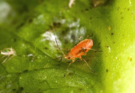 Großaufnahme einer Grünen Salatblattlaus (Nasonovia ribisnigri)