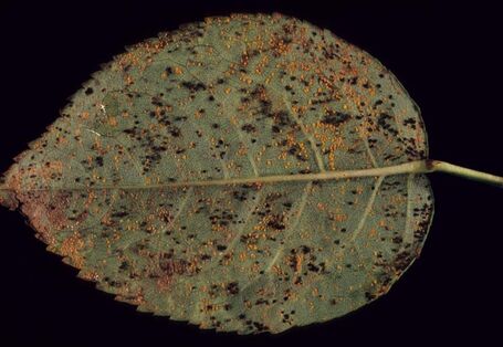 Ein mit Rosenrost befallenes Blatt.