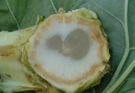 aufgeschnittener Kohlstrunk mit Erwinia Weichfäule (Erwinia carotovora)