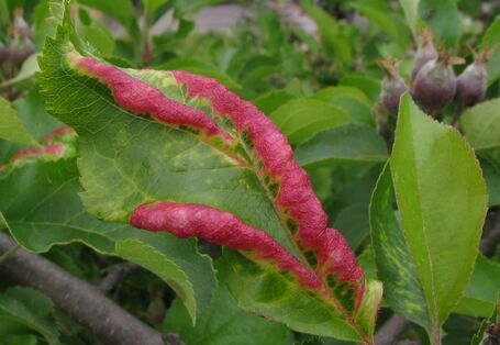 Apfelblätter mit faltenartig aufgeworfenen Rändern, die leuchtend rot gefärbt sind.