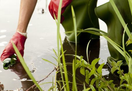 Eine Person in grünen Gummistiefeln und roten Schutzhandschuhen entnimmt einem Gewässer eine Wasserprobe. Im Vordergrund sind Wasserpflanzen zu sehen.