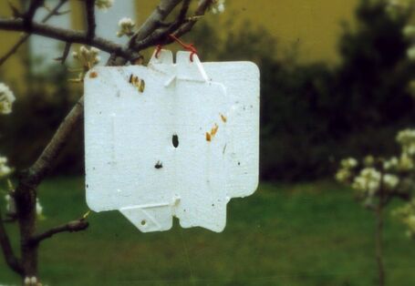 Weißtafel für die Überwachung des Flugs der Apfelsägewespe