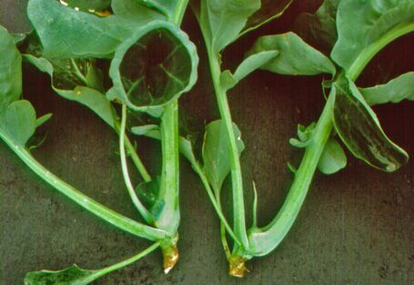 Herzloser Blumenkohl