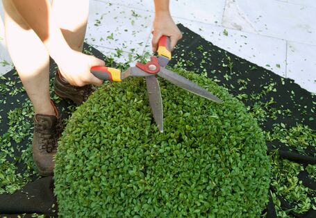 Aufwändig in Form geschnittener Buchs