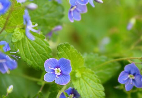 Gamander-Ehrenpreis (Veronica chamaedrys)