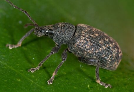 Gefurchter Dickmaulrüssler