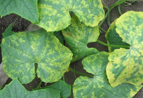 Gurkenblatt mit charakteristischem Mosaikmuster.