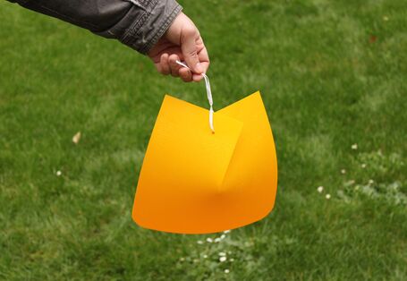 Eine gelbe Kirschfruchtfliegenfalle