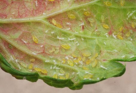 Johannisbeerblasenläuse an Blattunterseite