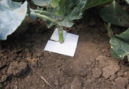 Ein Kohlkragen hindert Kohlfliegen an der Eiablage.