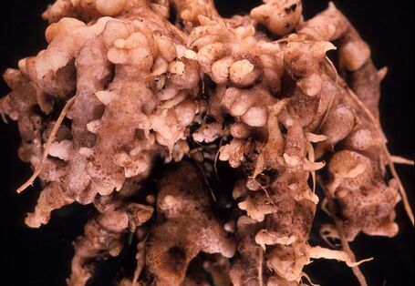 Die mit Kohlhernie befallenen Wurzeln weisen charakteristische Verdickungen auf