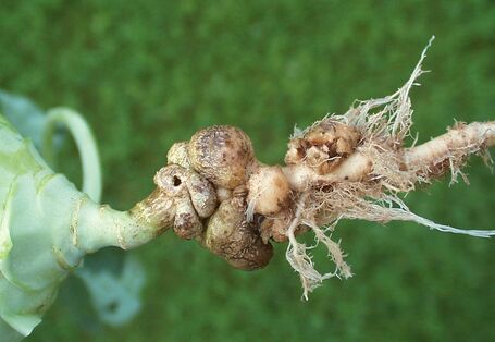 Gallen am Wurzelhals eines Kohlrabis.