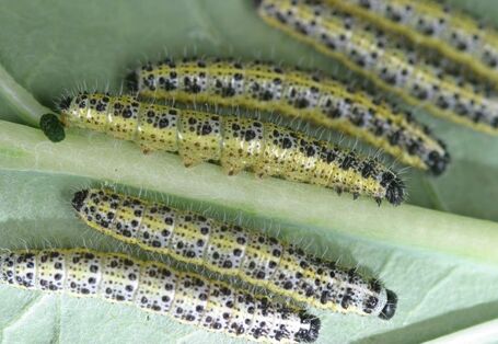 Die Raupen des Großen Kohlweißlings auf der Unterseite eines Blattes