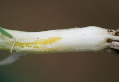 Fraßschaden an Lauchstange mit einem Miniergang