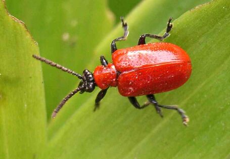 Lilienhähnchen (Lilioceris lilii)