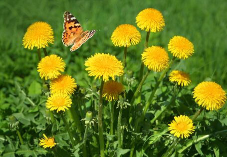 Ein Bund Löwenzahn (Taraxacum officinale) mit einem Schmetterling