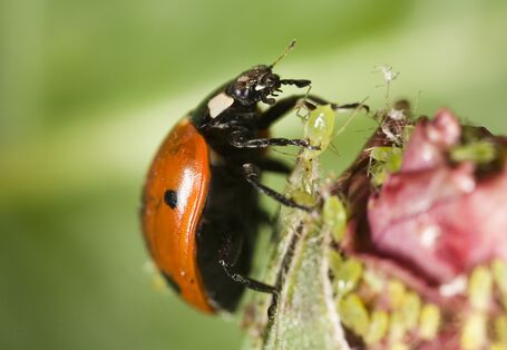 Marienkäfer auf Blüte