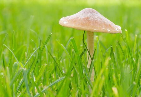 Hutpilze im Gras