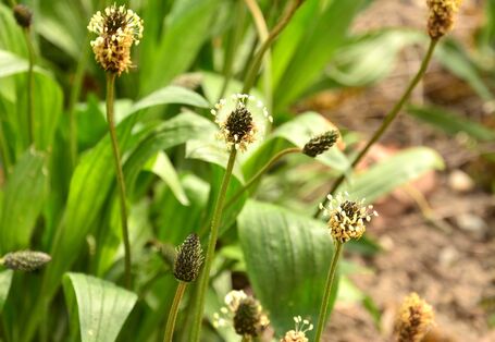 Wegerich-Arten (Plantago spp.)