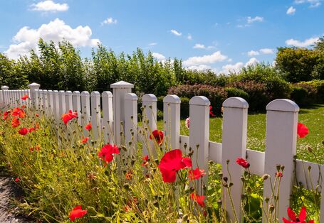 Klatschmohn vor weißem Holzzaun