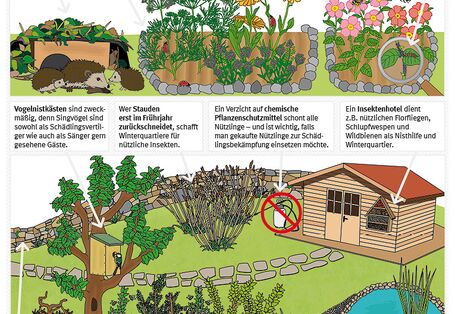 Im Garten können Schädlinge nur die Oberhand gewinnen, wenn Nützlinge fehlen. Um den Garten für Nützlinge attraktiv zu machen, solle er abwechslungsreich, naturnah und mit vielen Versteck- und Nistmöglichkeiten gestaltet werden.