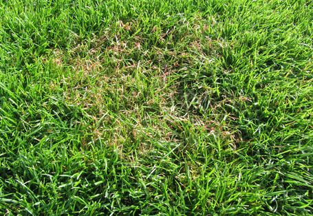 Rotspitzigkeit (Laetisaria fuciformis)