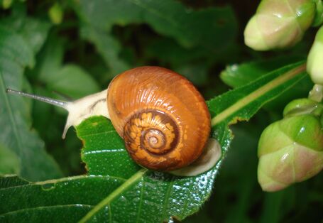 Gehäuseschnecke auf einem Blatt