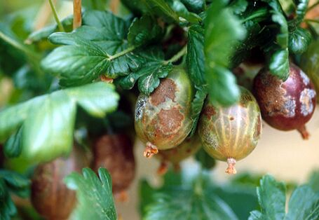 Amerikanischer Stachelbeermehltau an Beeren