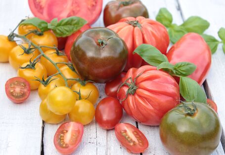 Sammlung von Tomaten in unterschiedlichen Formen und Farben