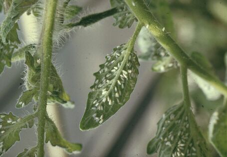 Weiße Fliegen an der Unterseite eines Tomatenblatts.