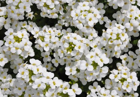 eine Blumenart: Gänsekresse