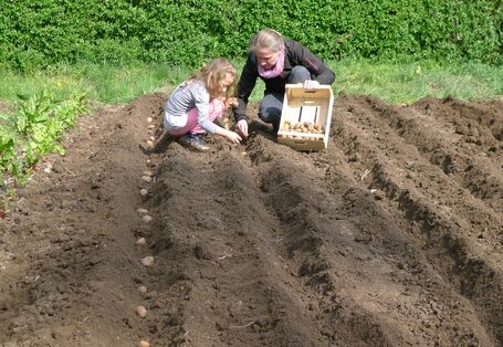 Zwei Personen setzen Kartoffeln in den vorbereiteten Kartoffelacker.