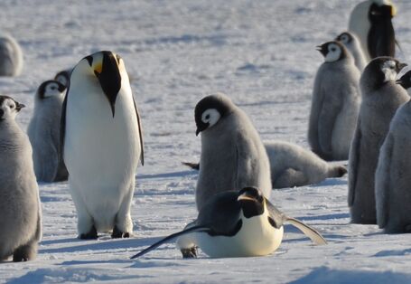 A colony of emperor penguins in the Antarctic