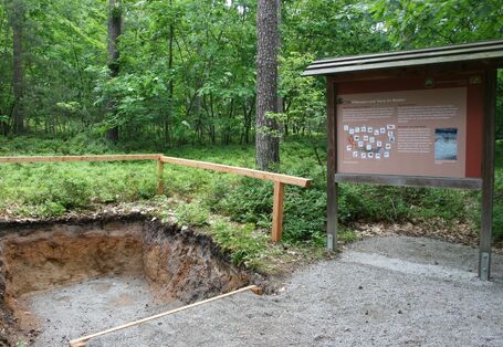 Blick in den Reichswald