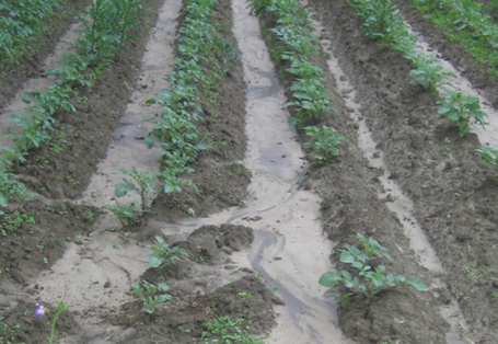 Kartoffeldämme in Gefällerichtung begünstigen Bodenerosion durch Wasser. 