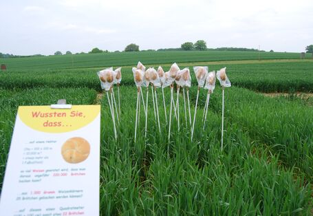 Anschauliche Darstellung zum Thema "Weizen" 