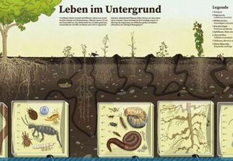 Das Foto zeigt einen Blick auf die Publikation