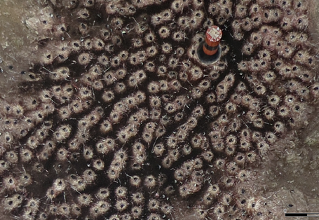 Auf diesem Luftbild, das mit einer Drohne gemacht wurde, sind die auf ihren Nestern sitzenden Eselspinguine gut erkennbar.