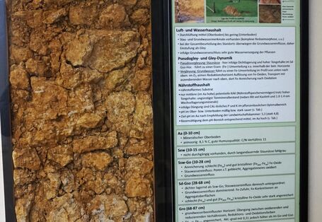 Informationstafel "Gley"