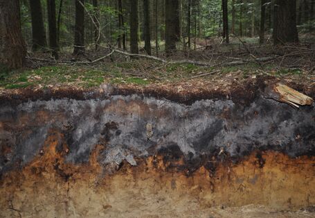 Das Bodenprofil am Standort Langenberger Forst