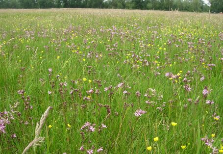 artenreiche Feuchtgrünwiese