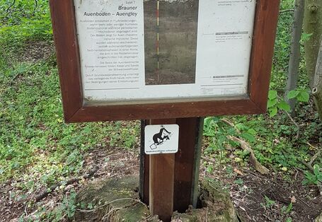 Infotafel "Brauner Auenboden"