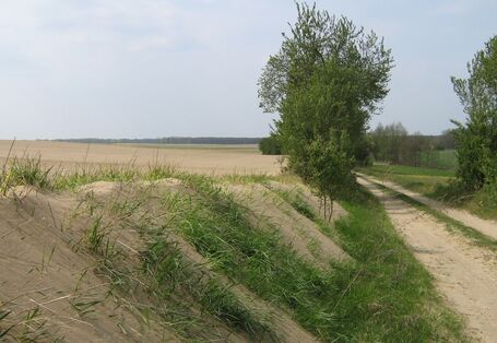 Bodenverlagerung durch Wind bei Worin in Brandenburg 