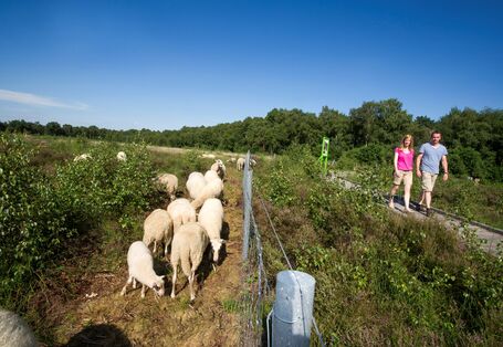 Entlang am MoorInfoPfad Esterwegen