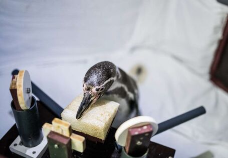 Pinguin, der trainiert auf Station stillzuhalten