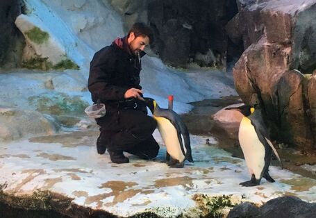 Doktorand Kenneth Sørensen beim Training mit Königspinguindame Siki
