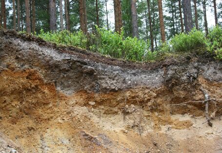 Bodenprofil Podsol am Heusterzbühl